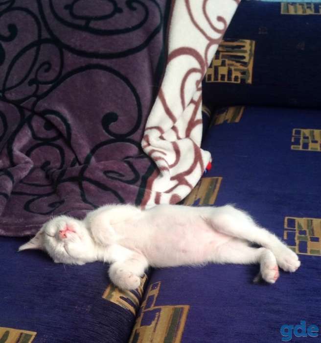 Котёнок ищет дом, фотография 1