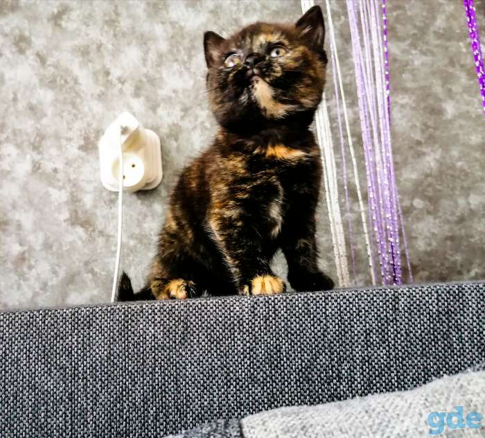Шотландские котята .  Черепаховая кошка, фотография 4