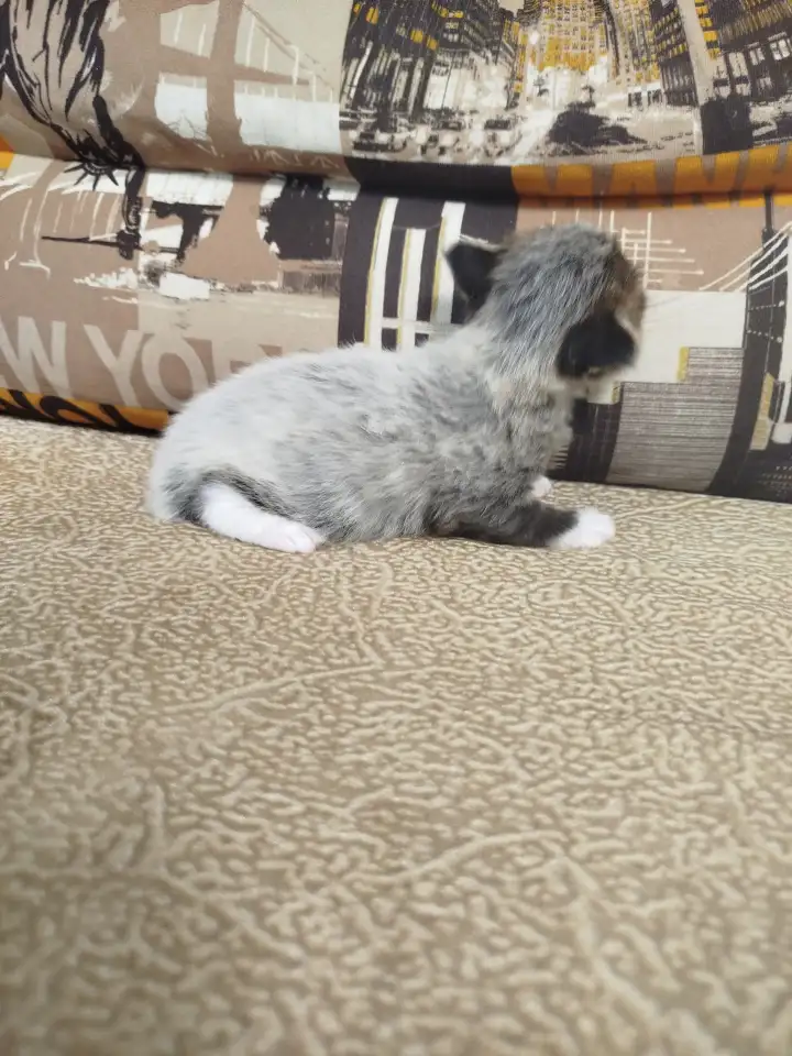 Котята мейн кун, фотография 16