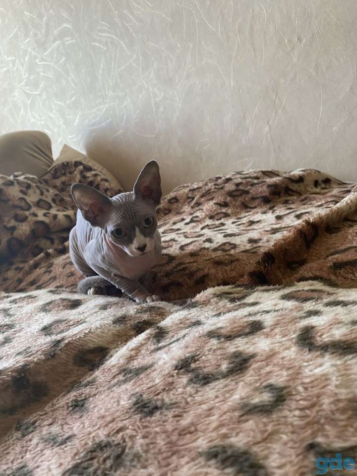 Продаётся котёнок Канадского сфинкса, фотография 2