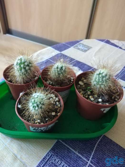 Сукуленты, фотография 3