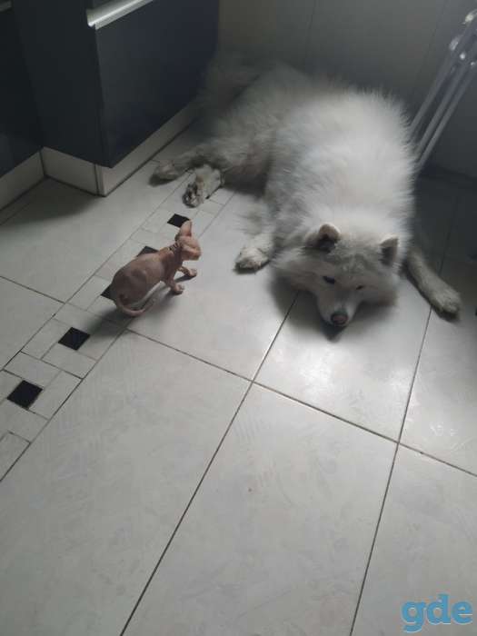 Котята канадского сфинкса, фотография 7