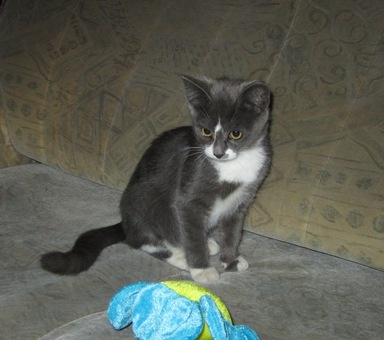 Отдам кошечку, фотография 1
