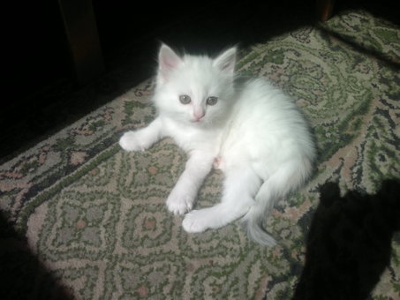 Котята, фотография 1