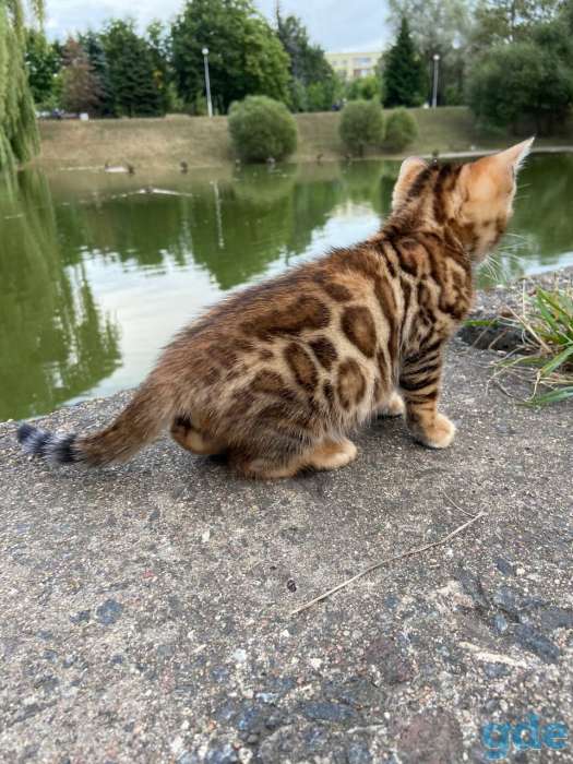 Бенгальские котята, фотография 5