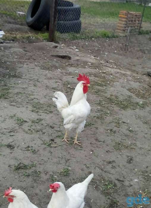 Инкубационное яйцо, фотография 1