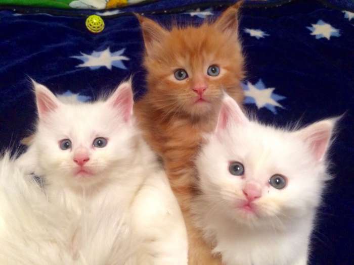 Котята Мейн Кун, фотография 1