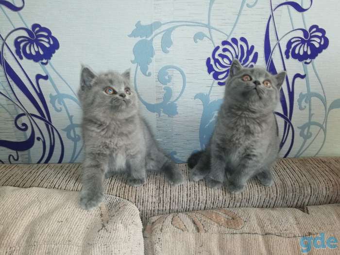Котята британской породы, фотография 4