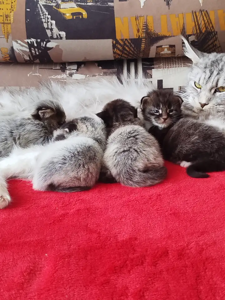 Котята мейн кун, фотография 4