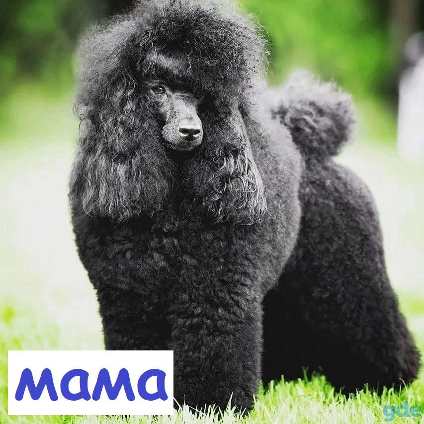 продам щенков пуделя малого, фотография 3