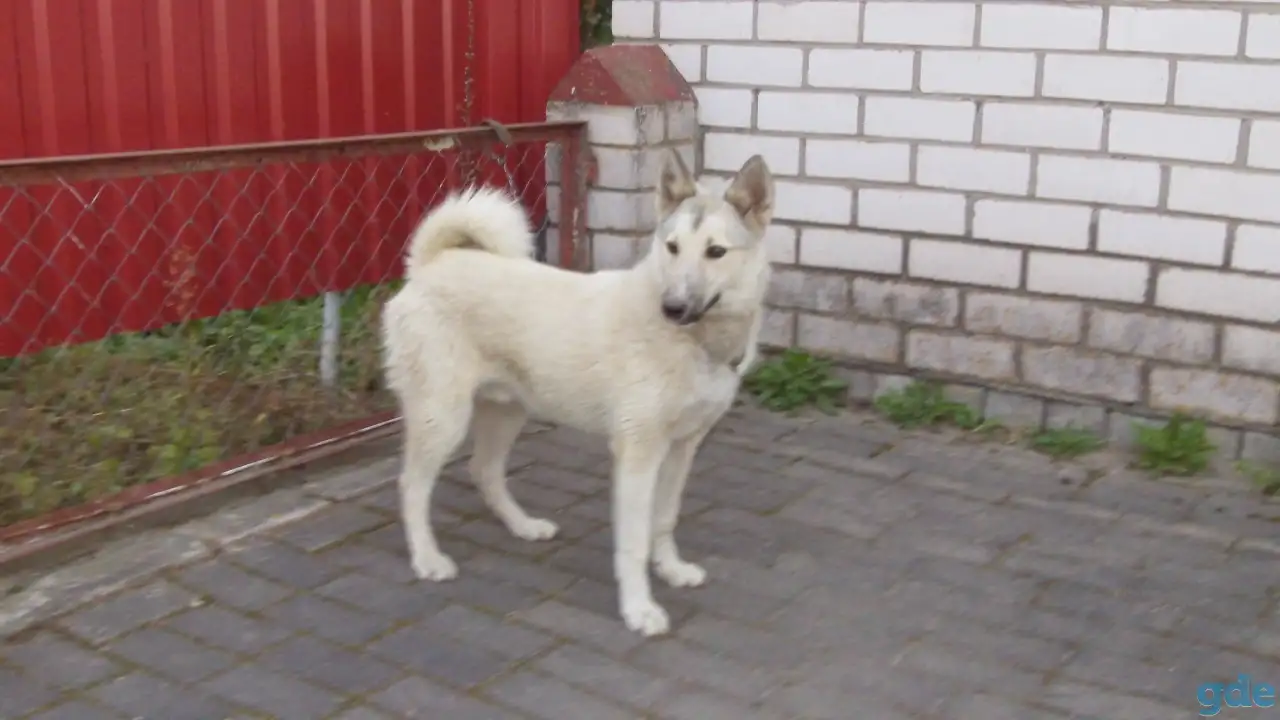 Продам ЗСЛ, фотография 1