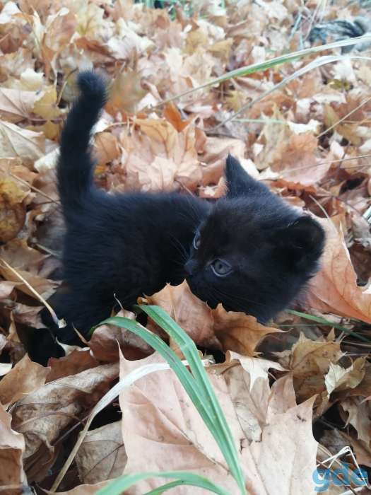 Отдам котят в добрые руки, фотография 3