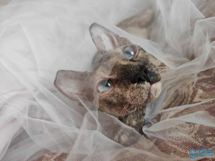 Котята донского сфинкса, фотография 7