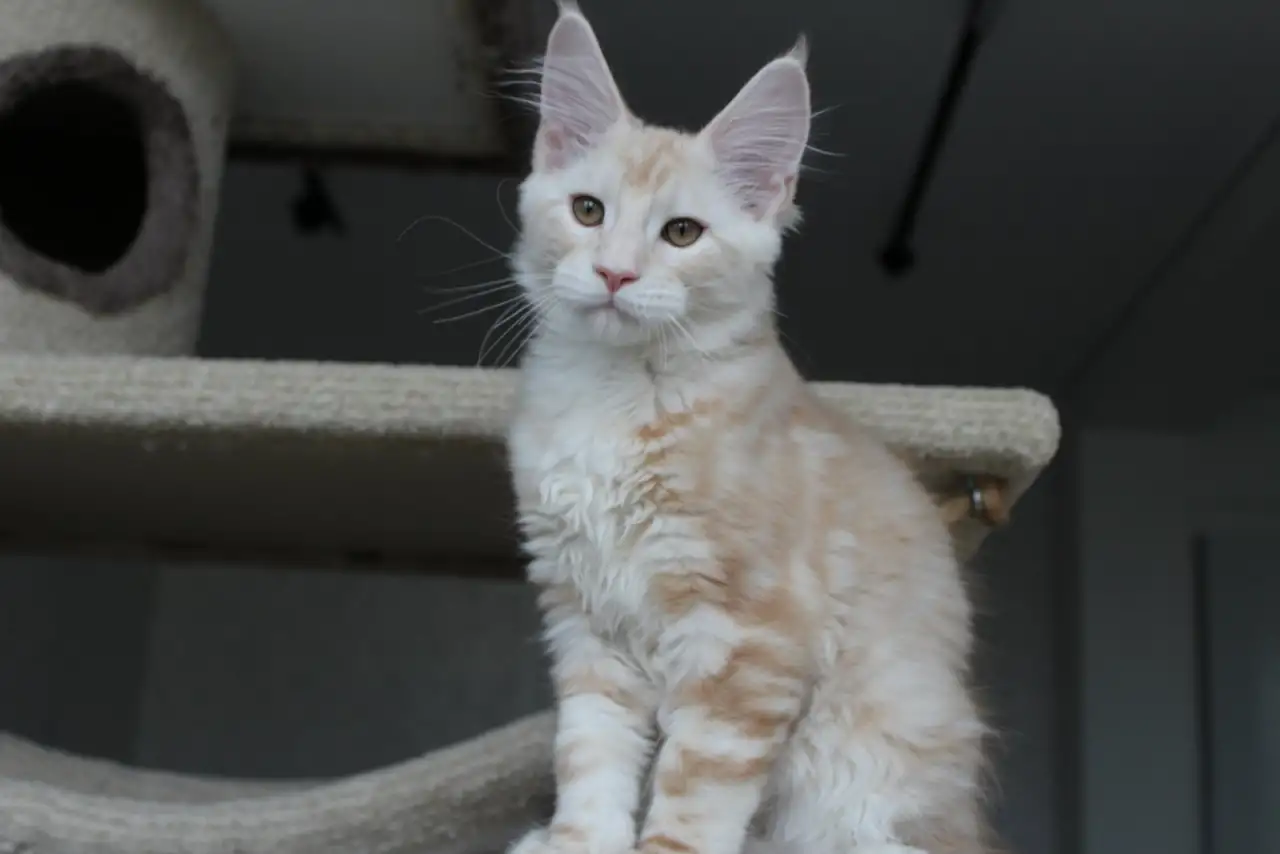 Мейн-кун котенок!, фотография 2