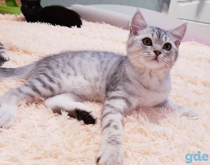 Шотландский котик с документами., фотография 4