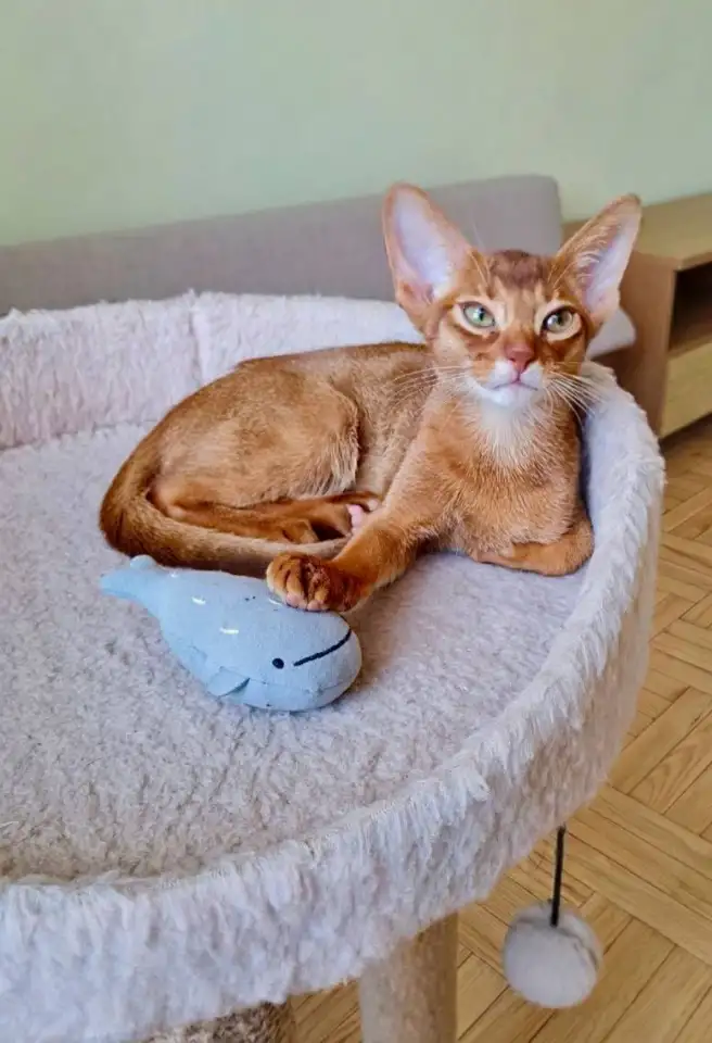 Котята, фотография 3