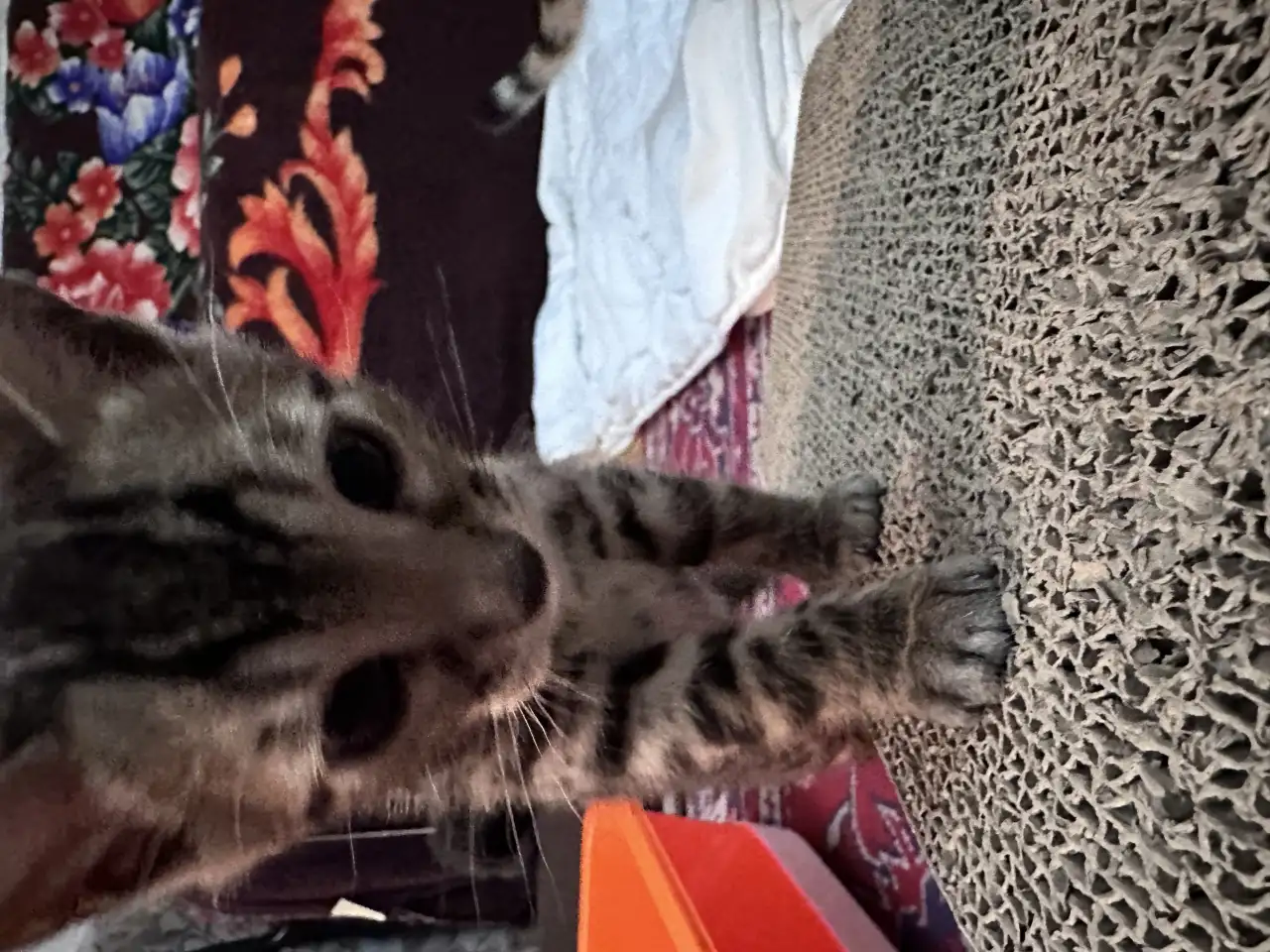 Продам котенка бенгалки, фотография 3