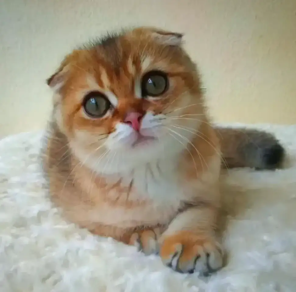 МАНЧКИН КОШКИ-ТАКСЫ RUG HUGGER, фотография 1