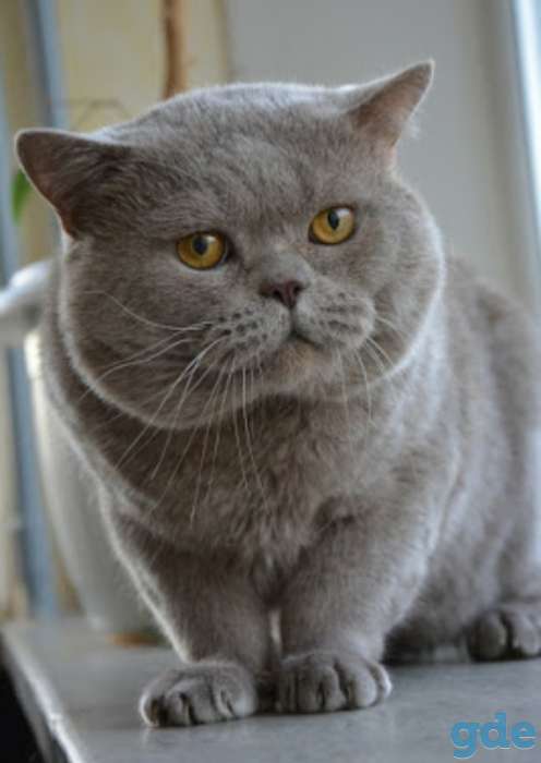 Британские котята, фотография 5