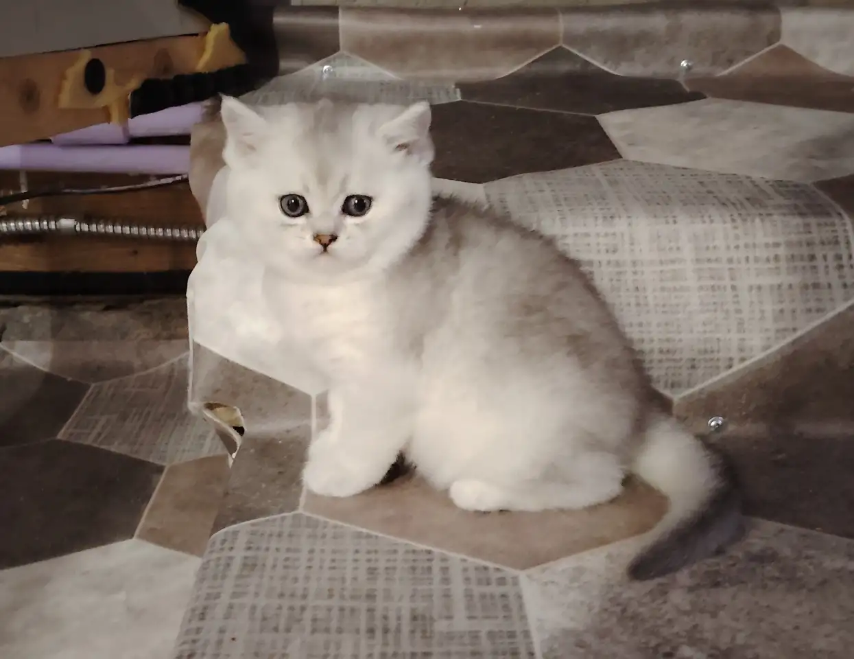Шотландский котенок, кот., фотография 3