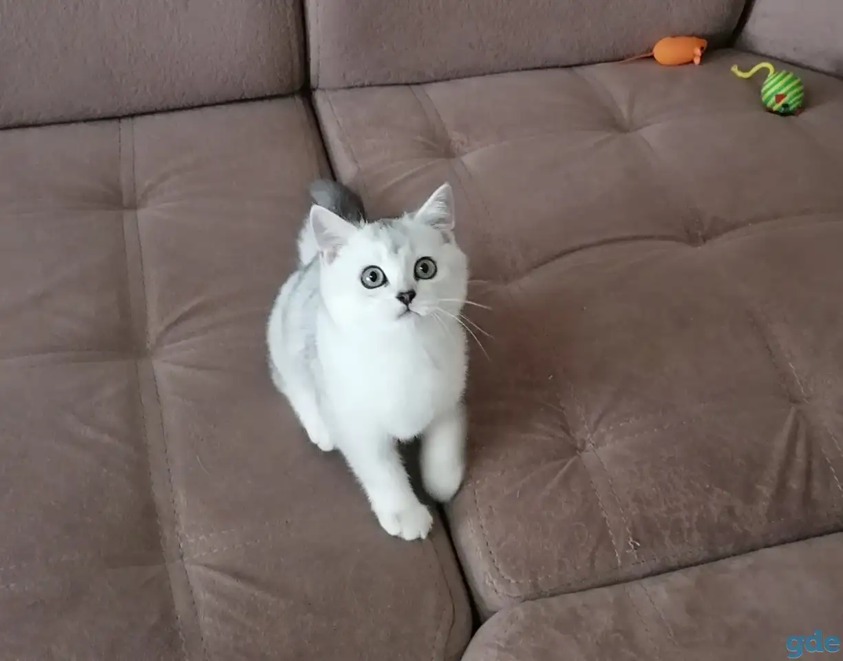 Британские котята, фотография 3