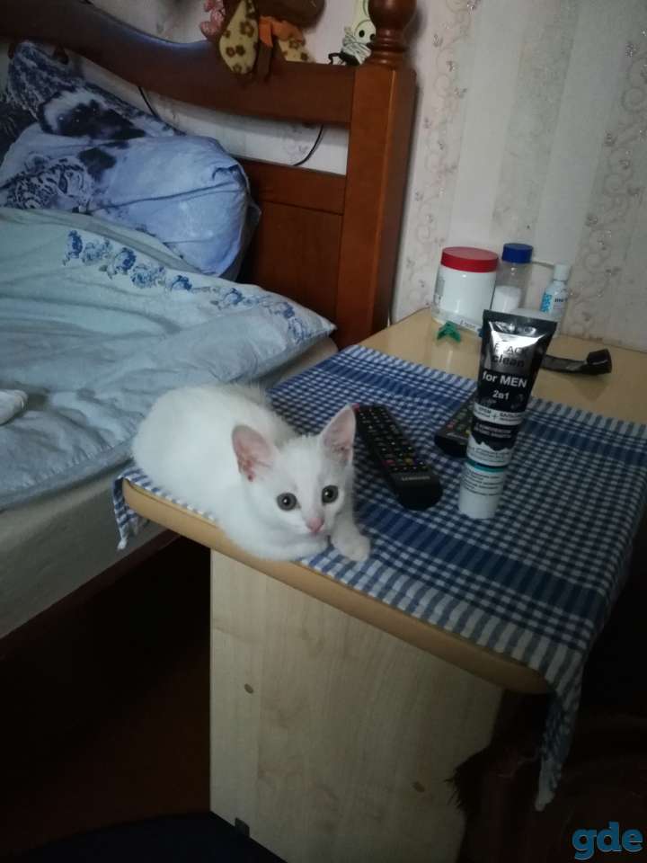 Белая кошечка, фотография 3