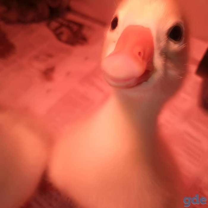 Продам гусят, фотография 2