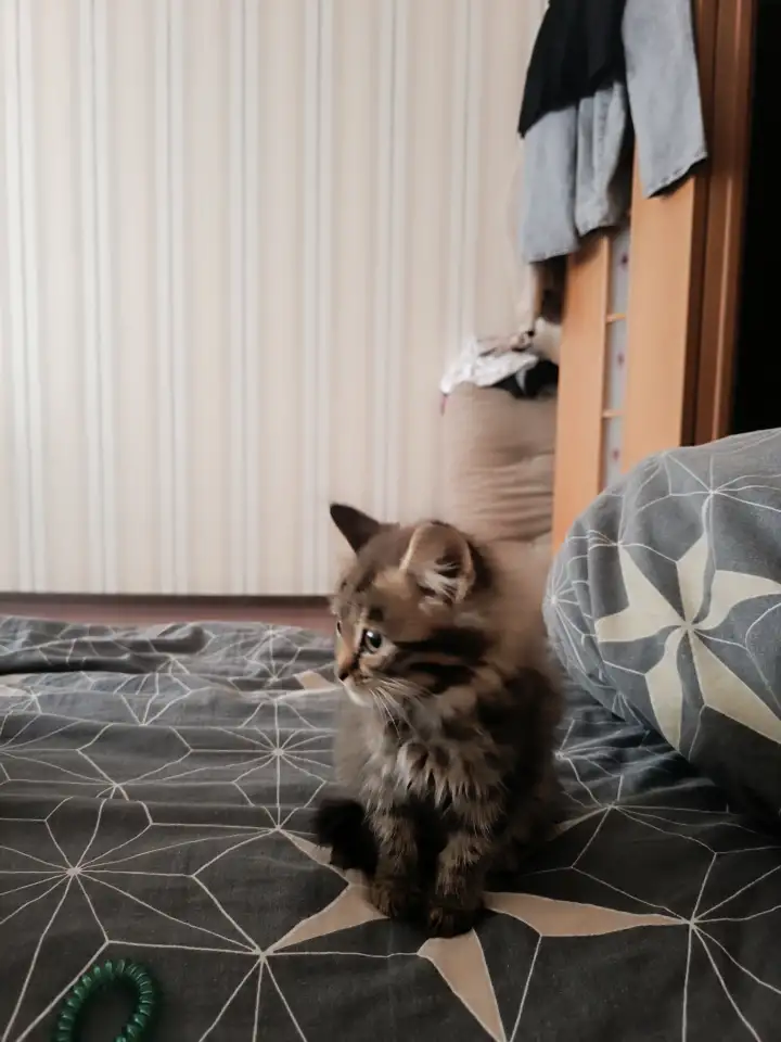 Пропала кошка, фотография 2