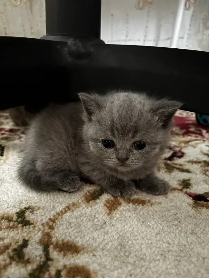 Котята шотландские, фотография 5