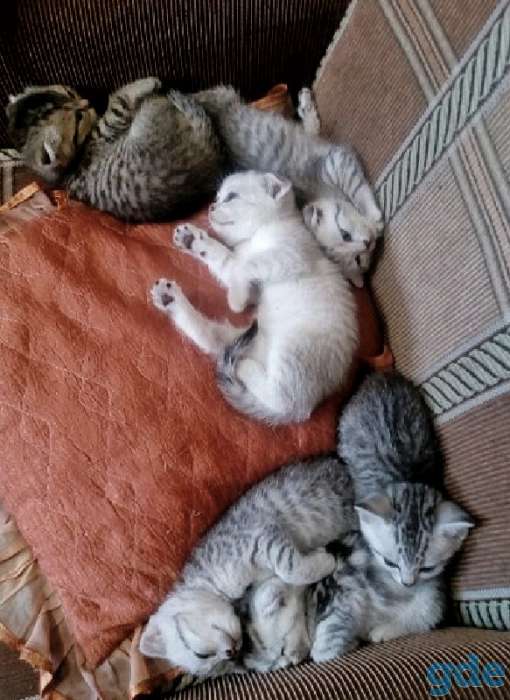 Шотландские котята от правильной вязки, фотография 2