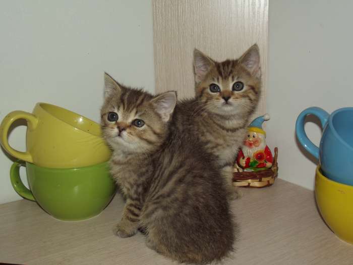 британские котята, фотография 2