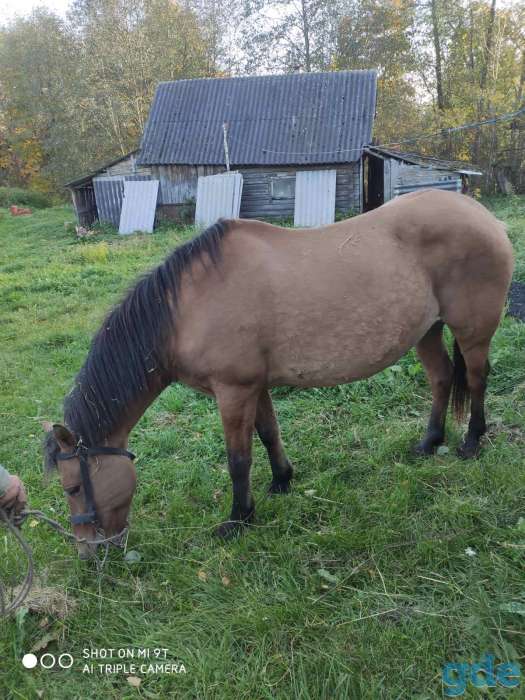 Продам кобылу, фотография 1