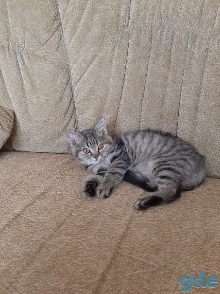 Котенок ищет дом, фотография 1