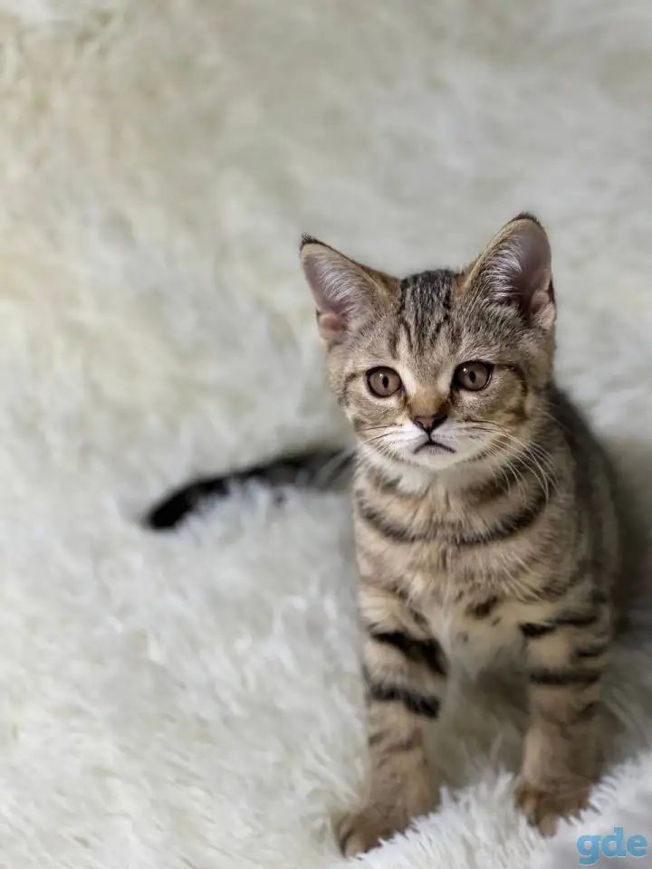 Шотландская прямоухая кошка, котенок страйт, окрас SFS 71 n24, фотография 1
