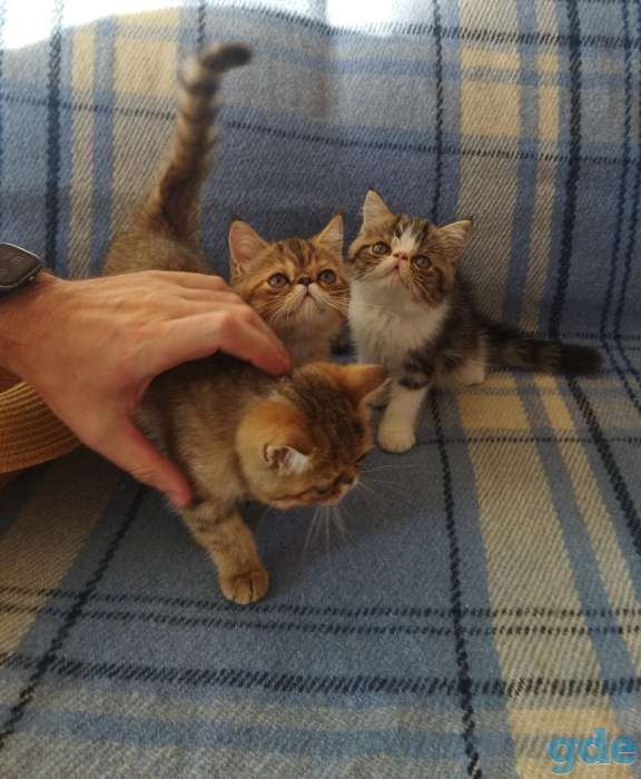 Котята экзоты, фотография 2