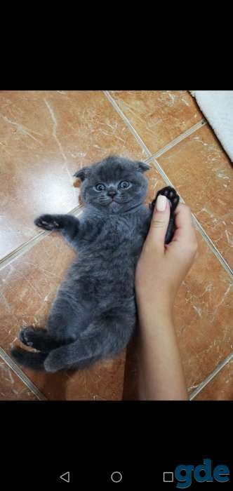 Британский котенок, фотография 7