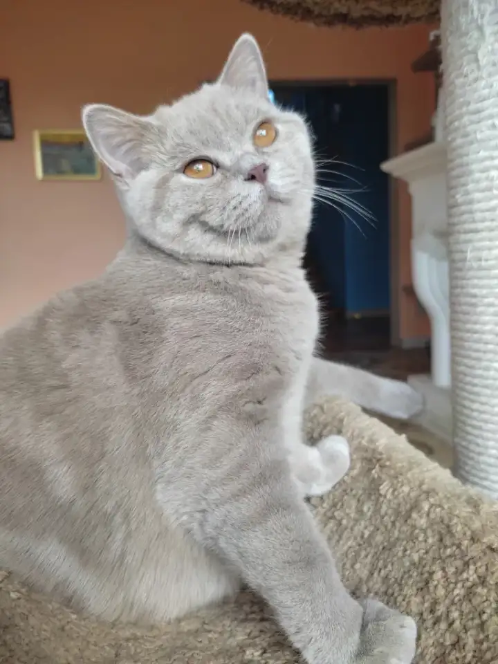Британские котята, фотография 3