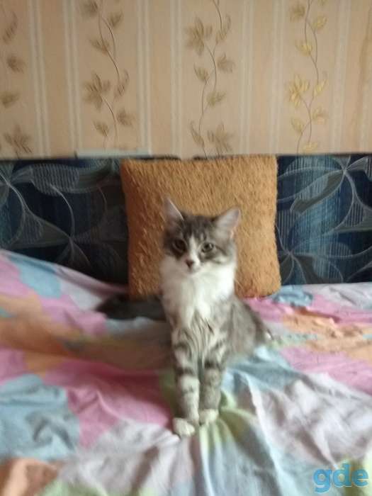 Котята Мейн-кун, фотография 3