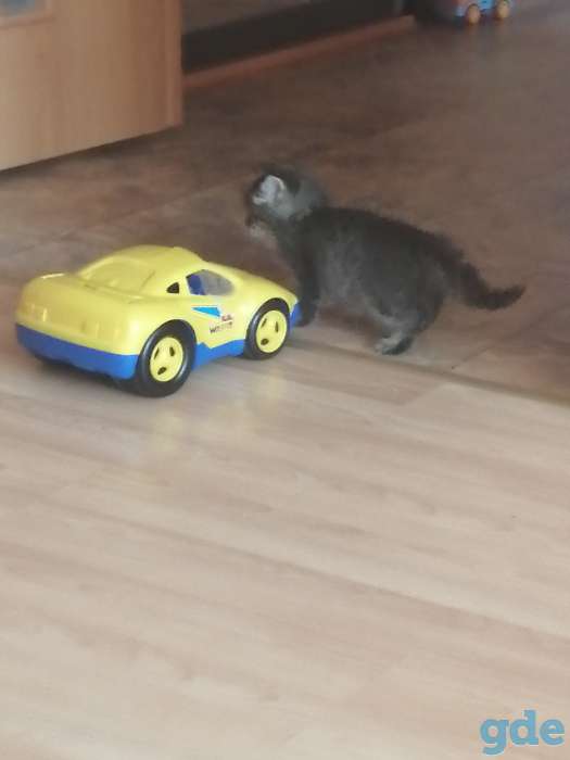 Продам котенка, фотография 1