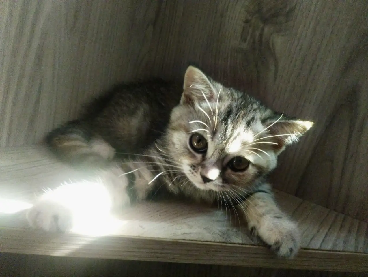Котята Скоттиш-Страйт, фотография 1