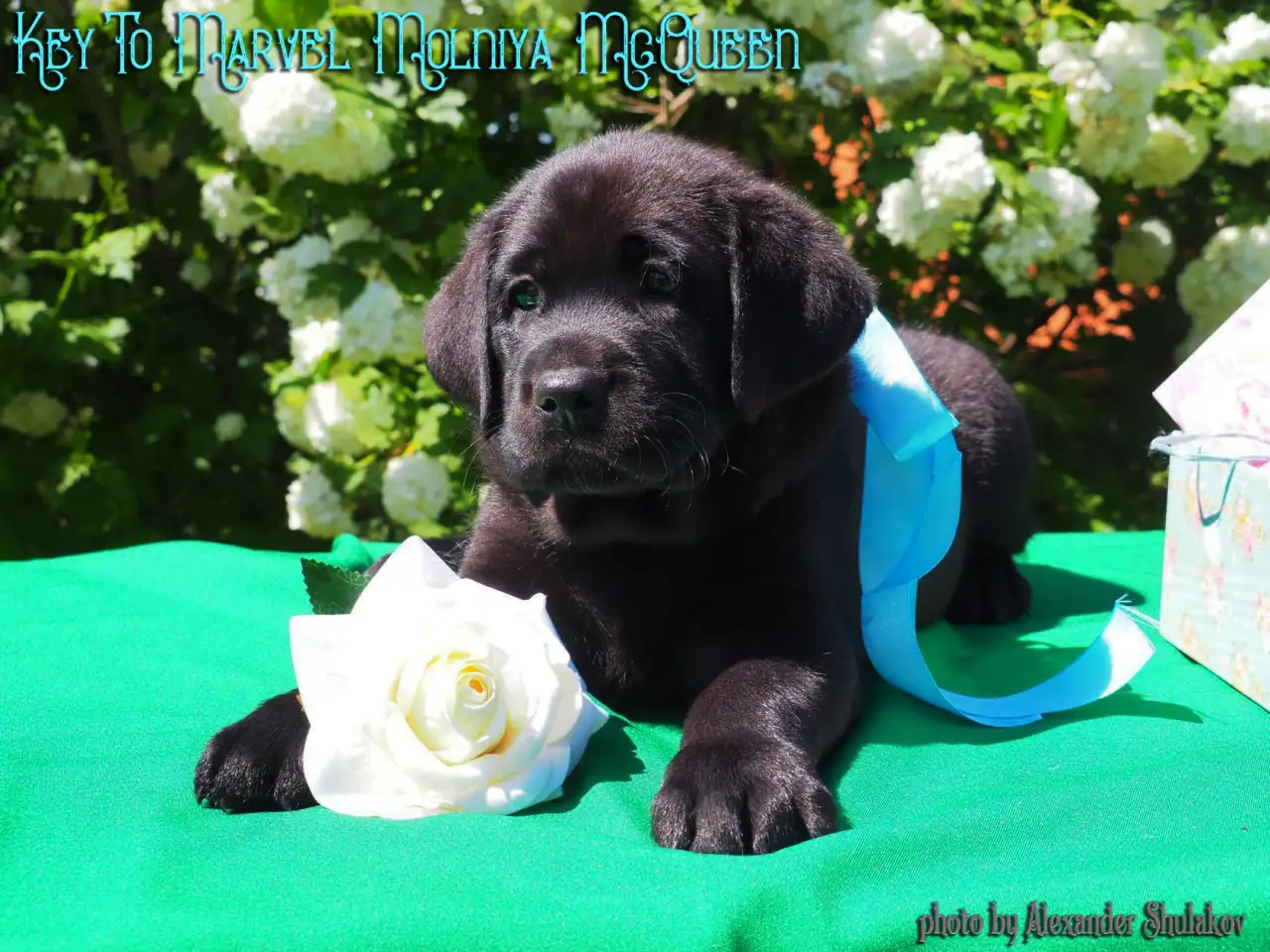 идеальные лабрадоры, фотография 2