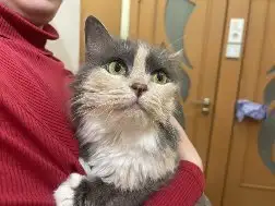 Трехцветная кошечка Луна ищет дом и любящую семью, фотография 5