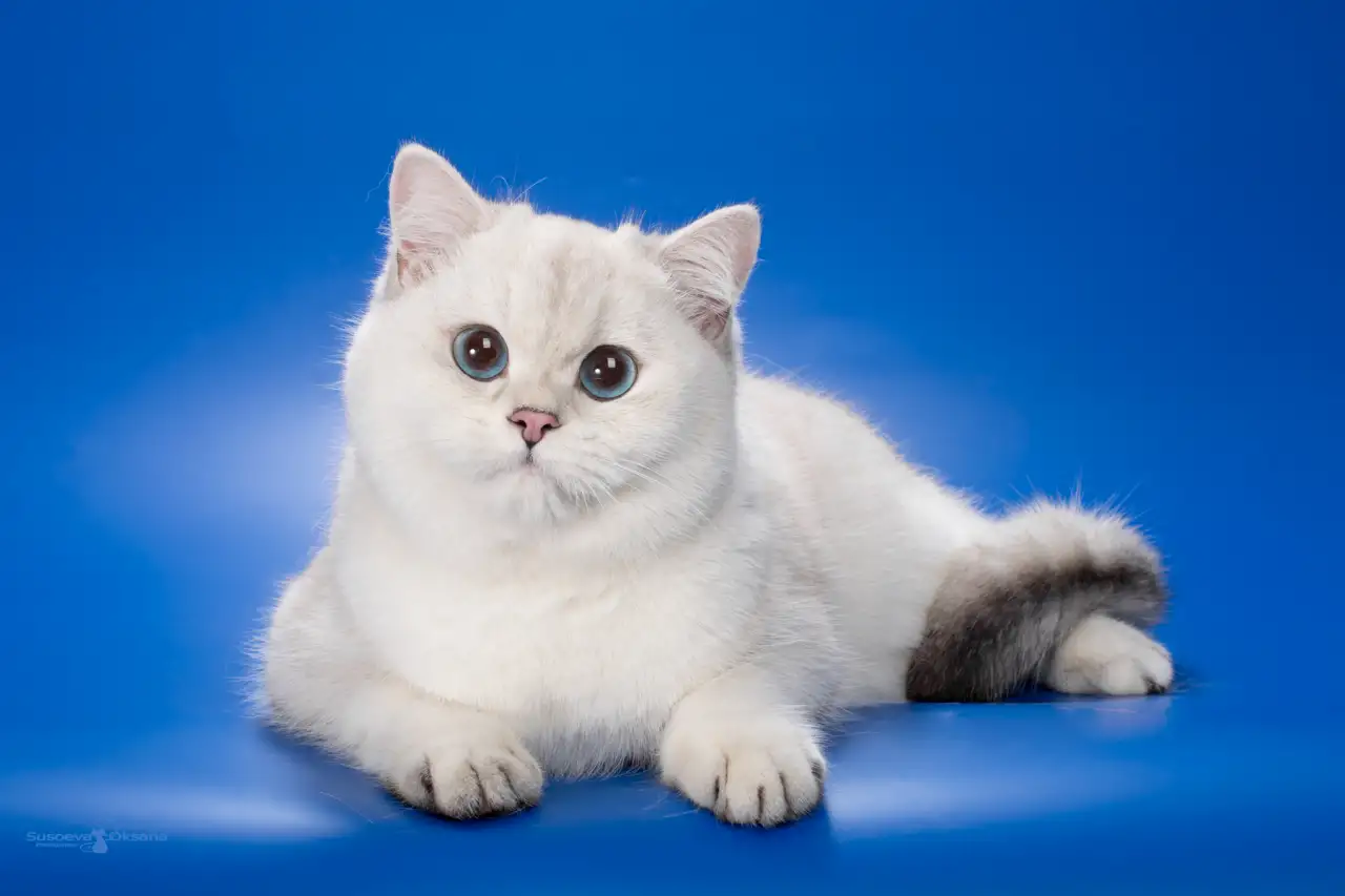 Котята Серебристая шиншилла, фотография 4