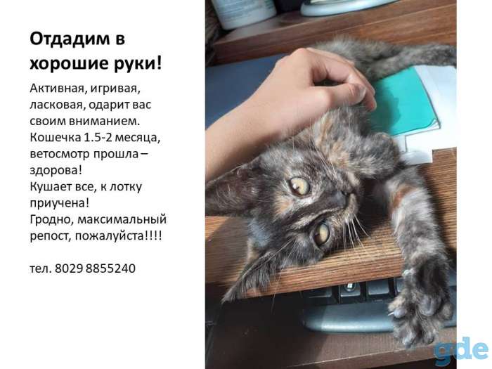 Котенок ищет дом, фотография 1