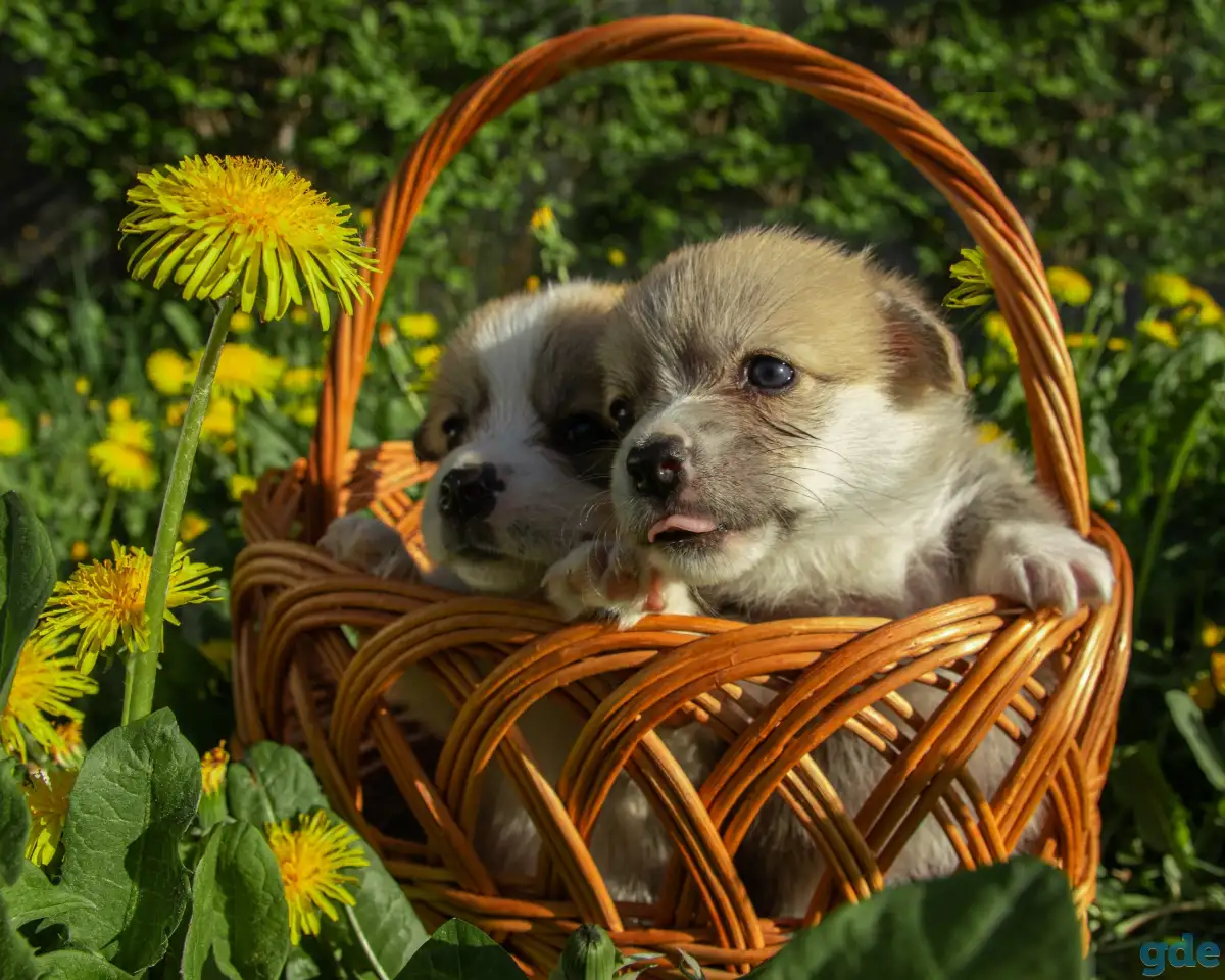 Продажа шенков, фотография 4