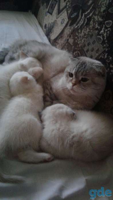 ШОТЛАНДСКИЕ котята РЕДКИЙ окрас, фотография 9