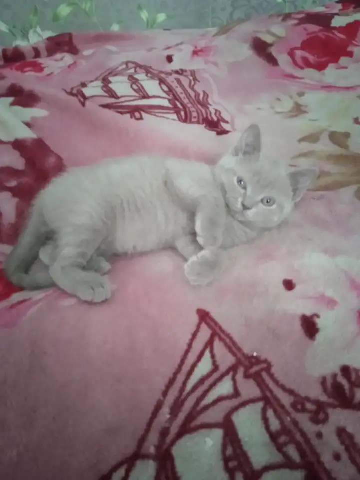 Шотландский котик, фотография 3