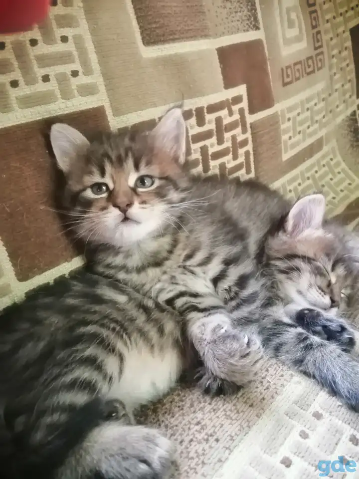 Котята в дар, фотография 5