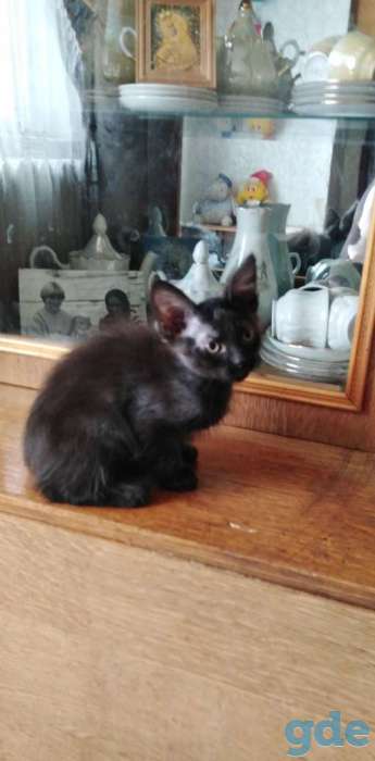 Дарю котят., фотография 3