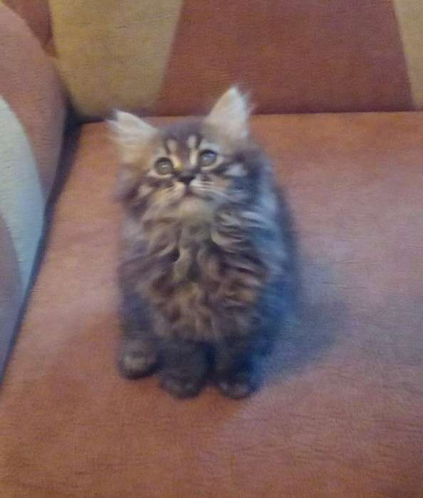 Котята, фотография 2